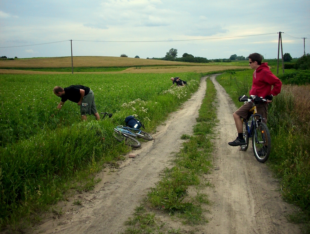 buszowanie w groszkowym polu