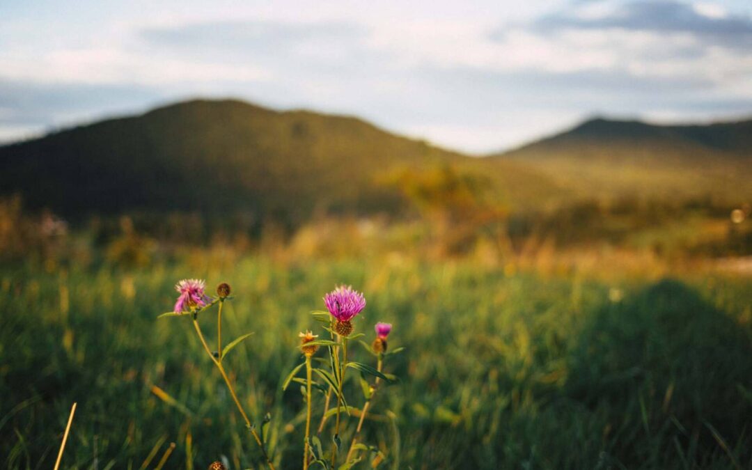 Odkryj Bieszczady na Wielkanoc – Urokliwe Miejsca na Świąteczny Wypoczynek