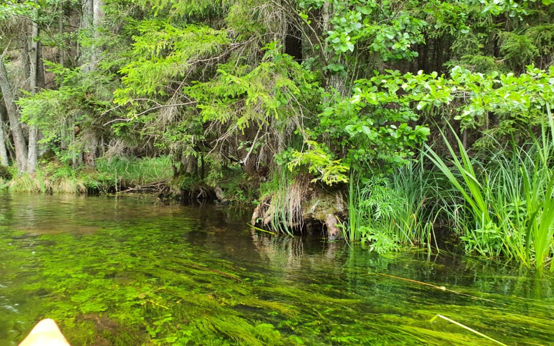 Spływy kajakowe Czarną Hańczą z Kajaki-Wigry