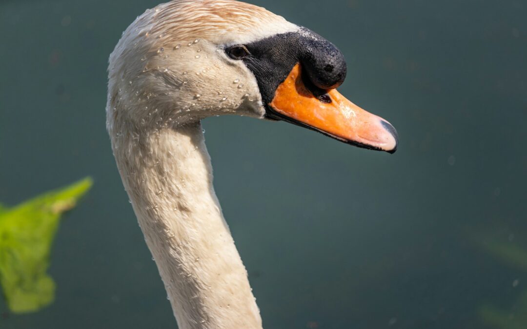 Mikroklimat jeziora Łabędź – wpływ na zdrowie i samopoczucie gości