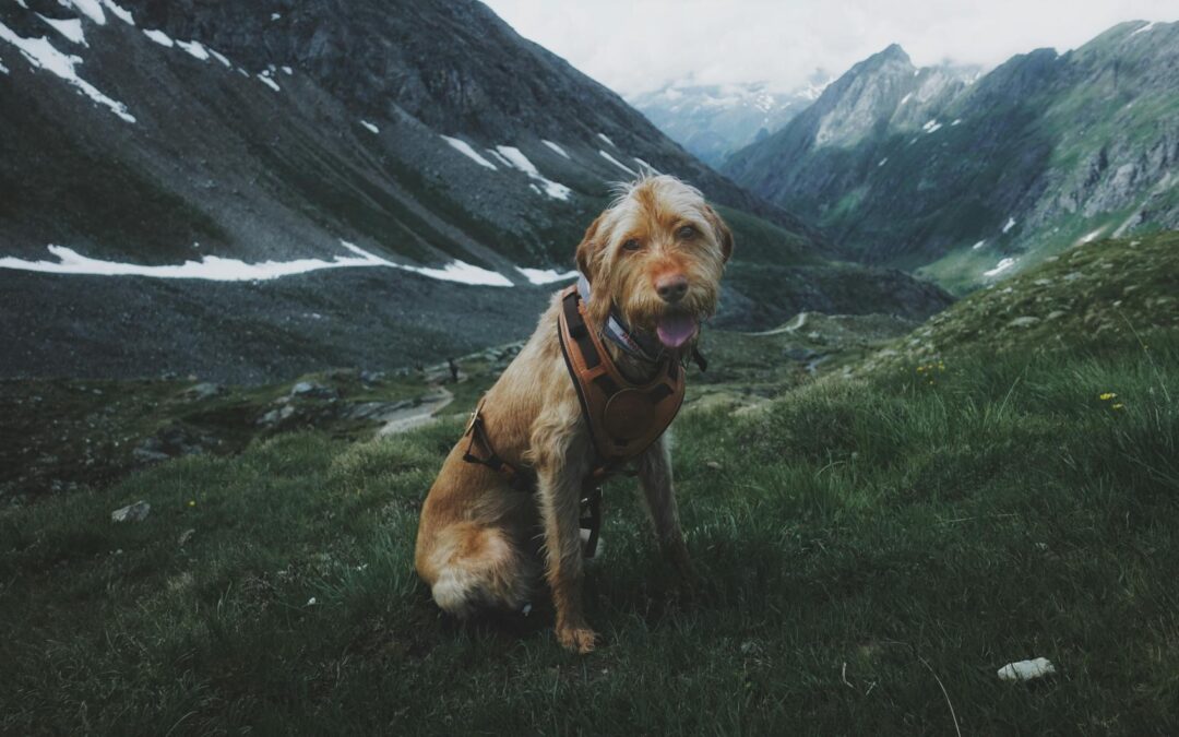 Poznaj najlepsze noclegi przyjazne psom w Szklarskiej Porębie