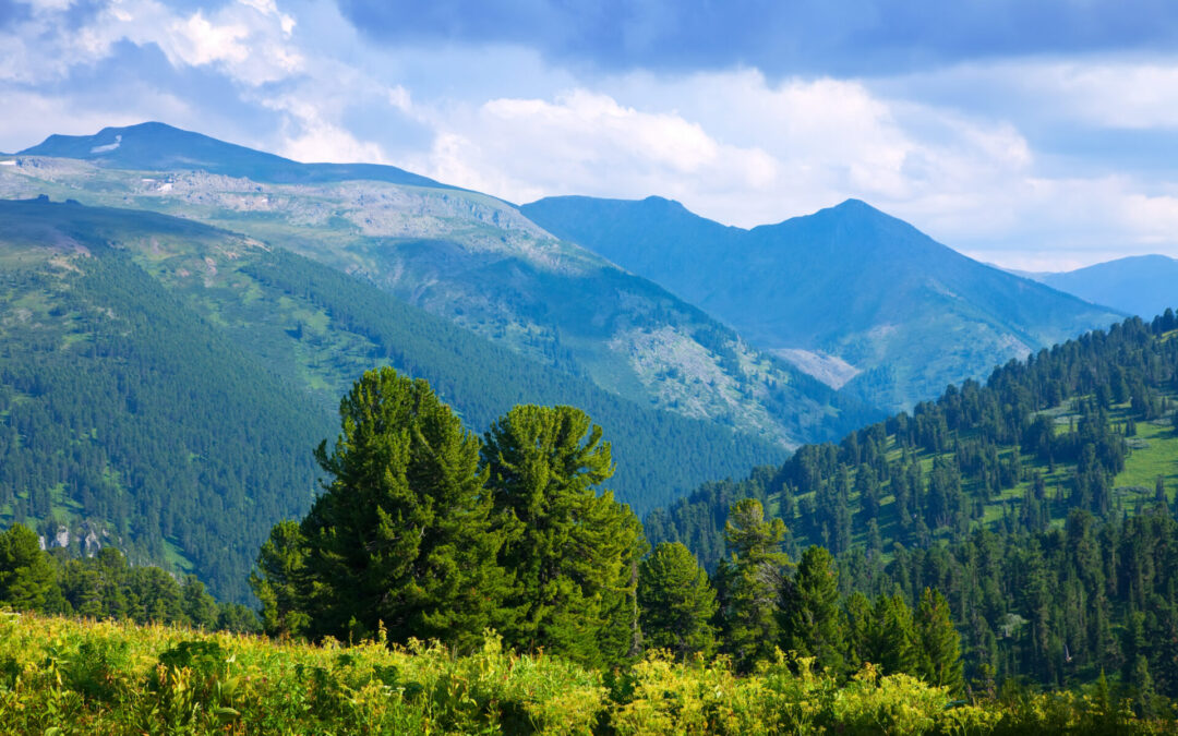 Mandaty na szlakach: kiedy straż parku może Cię zatrzymać i za co naprawdę grozi kara?